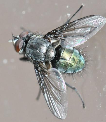 Bellardia vulgaris